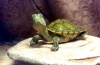 Jak kojarzą się żółwie: funkcje, pielęgnacja i konserwacja