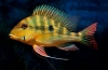 Jak ryby śpią w wodzie: cechy strukturalne narządów wzroku