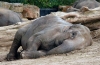 Jak śpią słonie
