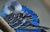 Jak śpią papużki faliste