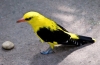 Jak żyje wilga: 9 interesujących faktów o małym ptaszku cytrynowym