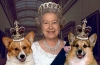 Jaka jest ulubiona rasa psów królowej elżbiety??