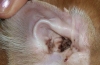 Jakie choroby uszu trwale uszkodzą słuch twojego psa?