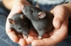 Jakie są domowe szczury ozdobne