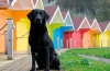 Jakie kolory rozróżniają psy?