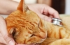 Jakie charakterystyczne objawy pojawiają się u kotów zarażonych robakami i jak szybko się ich pozbyć?