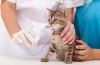 Jakie szczepienia podaje się kotom i kiedy