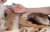 Jakie szczepienia podaje się psom: czy przed szczepieniem należy odrobaczyć, czy można się zaszczepić??