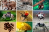 Jakie rodzaje pająków występują w naturze