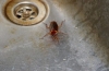 Jaki jest najskuteczniejszy środek na karaluchy w mieszkaniu?