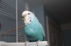 Którą papugę lepiej mieć w mieszkaniu - jakie niespodzianki mogą zaprezentować