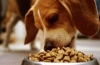 Którą karmę dla psów krajowych producentów lepiej wybrać?