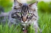 Jaką trawę jedzą koty?