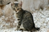 Kot kalifornijski świecący: zdjęcie, opis, kolor, charakter, wzorzec rasy