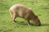 Kapibara w domu: ciekawe fakty, jakie zwierzę