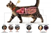 Krople pcheł dla kotów - sposób aplikacji i przegląd najlepszych środków na ektopasożyty