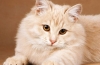 Krople pcheł dla dorosłych kotów i kociąt: instrukcje i przegląd najlepszych środków zaradczych