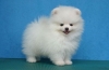 Miniaturowy szpic japoński - zdjęcie, opis rasy, charakter, szkolenie i opieka nad psem