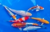 Karp koi: wymagania dotyczące trzymania japońskich ryb