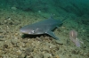 Katran, czyli rekin czarnomorski: opis i rozmieszczenie ryb