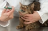 Ketofen dla kotów - instrukcje użytkowania i dawkowania