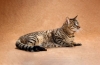 Kot chiński li hua: opis, charakter zwierzaka i opieka nad nim