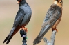 Kobczik (łac. Falco vespertinus)