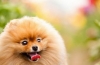 Psy domowe: top-10 najpopularniejszych ras