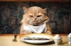 Felix karma dla kotów, skład i recenzje weterynarzy