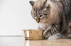 Holistyczna karma dla kotów: skład i ocena najlepszej karmy