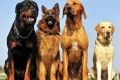 20 Najlepszych ras psów stróżujących z imionami i zdjęciami: wybór przewodników psów
