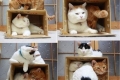 4 Pomysły diy na zrobienie wygodnych domków dla kotów