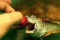 7 Niezbędnych składników do karmienia żółwia czerwonolicy