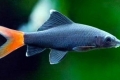 7 Popularnych rodzajów labeo ryb akwariowych