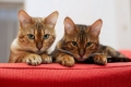 9 Popularnych ras kotów cętkowanych: cechy wyglądu i zachowania