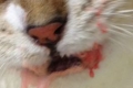 Ropień w leczeniu domowym kota: ropień gruczołu przyodbytowego
