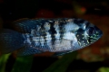 Acara niebieska (andinoacara pulcher)