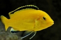 Pielęgnacja akwariów i reprodukcja żółtego labidochromis