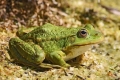 Żaby akwariowe: pielęgnacja, pielęgnacja i rozmnażanie