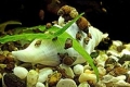 Ślimaki akwariowe: wszystkie rodzaje ze zdjęciami i imionami