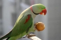 Papuga aleksandryjska
