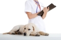 Alergie u psów: przyczyny i leczenie