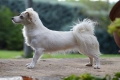 Alopekis - starożytna grecka nierozpoznana rasa psów