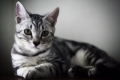 Kot amerykański krótkowłosy: opis rasy i charakteru