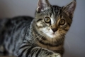 Kot amerykański szorstkowłosy: zwyczaje i cechy hodowlane