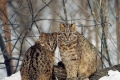 Kot leśny amurski - opis, siedlisko i nawyki żywieniowe