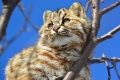 Kot leśny amurski: opis gatunku