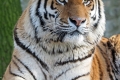 Tygrys amurski (łac. Panthera tigris altaica)