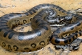 Anakonda - gigantyczny wąż