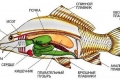 Anatomia ryby - wewnętrzna i zewnętrzna struktura strunowców